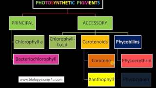 3 Major Classes of Pigments in Photosynthesis [upl. by Ahsilaf]