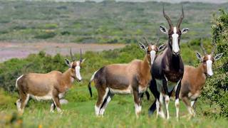 Afrique Australe la faune face aux saisons [upl. by Allehcram]