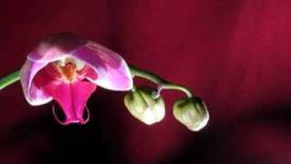 Orchid TIme Lapse 1 [upl. by Goeger]