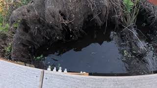 POV SAWGRASS LAKE PARK baby alligators or crocodile under bridge [upl. by Spratt]