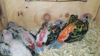 Crías de Rosellas eximius papilleras en México [upl. by Htrap274]