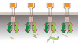 Oncogenic activation receptor tyrosine kinases [upl. by Hortense]