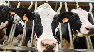 The Brief European farmers beef with Mercosur trade deal [upl. by Ecitnerp513]