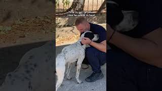 Lonely Dog Was Abandoned At A School  The Dodo [upl. by Airalav]