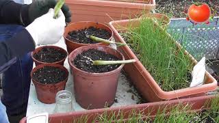 ★ Propagating store bought Lemon Grass Cymbopogon UrduHindi [upl. by Glinys]