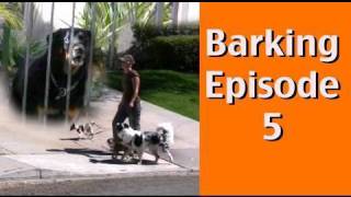 Barking Episode 5 Barking at Dogs Behind Fences [upl. by Cathrin239]