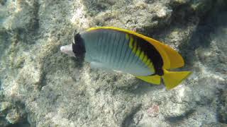 Hawaii Island and Oahu coral reefs [upl. by Christen]