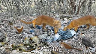 BAGUNÇARAM TODA A FONTE NATURAL E A CÂMERA GRAVOU QUEM FEZ [upl. by Einapets]