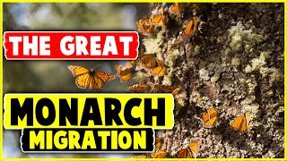 The Great Monarch Migration [upl. by Sivat]