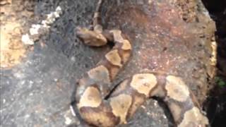 Incredible Footage  Decapitated copperhead snakes head bites itself [upl. by Jorie]