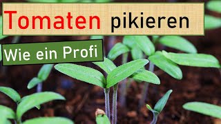 🍅 Tomaten pikieren so machen es Profis 😍 Voranzucht im März 🌱 Tomaten selber anbauen Saatenvielfalt [upl. by Samuel]