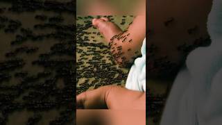 shorts Ants mutate and attack humans how do they escape [upl. by Salem682]