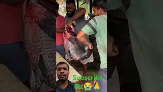 Big catla fish fishing catlafishcutting fish bigfish shortsvideo ytshorts ytviral ytstudio [upl. by Renckens]