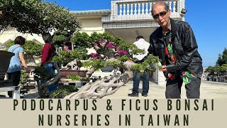 Podocarpus amp Ficus Bonsai in Taiwan  Part 6 [upl. by Delaney]