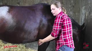 HeartHorse ASMR  Relaxed Tingly Grooming Session with my horse  brush sounds quiet talking [upl. by Rrats]