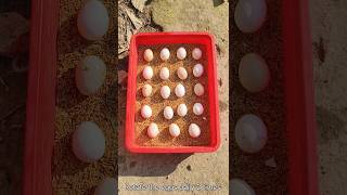 Sunlight incubator real hatching 🐣🐣🐣shorts [upl. by Reseta]