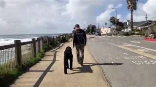 Giant Schnoodle Archie Central Coast OffLeash K9 Training [upl. by Najar]