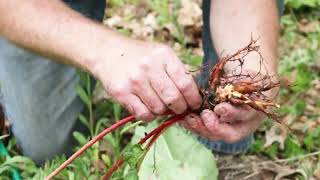 Epic Rhubarb How to grow HUGE rhubarb plants [upl. by Oalsinatse]