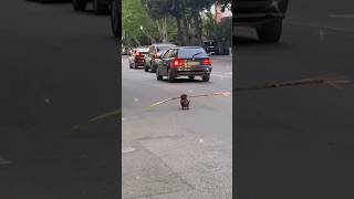 Why this dog is walking on the road [upl. by Diskin]