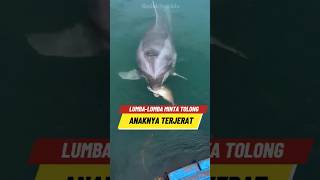 Lumbalumba ini meminta bantuan nelayan 🐬😣 [upl. by Afinom]