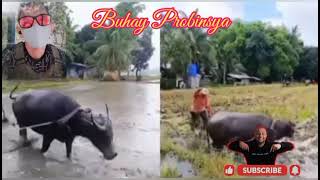 BUHAY PROBINSYA  GONG2X channel [upl. by Temp]