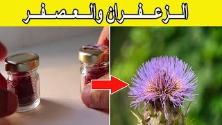 هل الزعفران هو العصفر ؟  Safflower Saffron [upl. by Eilram941]