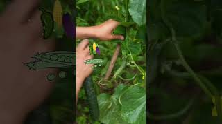 🥒🍆 Vegetables Vlog 🍓🫒 food ghazaleh Bilalafridiofficial [upl. by Bridwell]