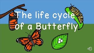 The Life Cycle of a Butterfly [upl. by Aleka820]