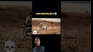 Cheetah vs Gazelle trending gazelles shorts viralvideo video [upl. by Eahsel476]