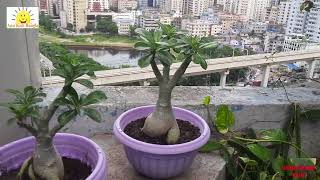 Dhaka City Rooftop Garden Metrorail [upl. by Burnham]