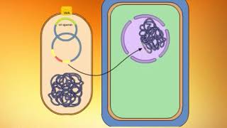 Use of Agrobacterium Tumefaciens as a Tool for Genetic Engineering of Plantsmp4 [upl. by Dottie92]