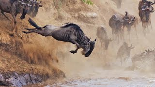 Wildebeest Migration July 2023 [upl. by Ahsea87]