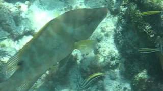 Hogfish Eats Sea Urchin [upl. by Aivatal779]