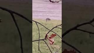 Wait To Track Your Deer If It Exhibits This Behavior shorts hunting deerhunting deer [upl. by Ellehcan740]