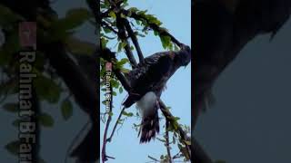 Wild Life Burung Elang di Alam [upl. by Nnaoj]