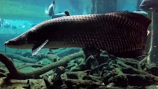 El arapaima Arapaima gigas Ficha Técnica [upl. by Tull152]