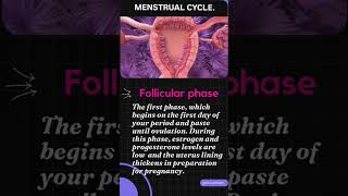 Menstrual cycle Showing different phases with animations 🤔 gurudham shorts [upl. by Omik]