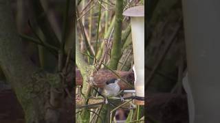 Male Blackcap birds birdwatching nature wildlife [upl. by Aremihc]