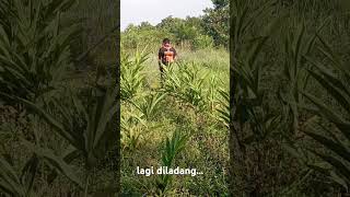 bersihkan ladang dulu [upl. by Clemmy29]