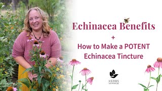 Echinacea Benefits  How to Make Echinacea Tincture  Herbs for Immune System [upl. by Ilime]