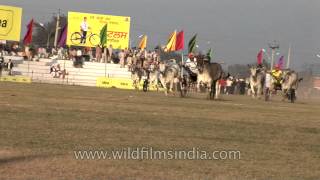 The Undisputed Rural Olympics Bullock Cart Race in Kila Raipur Sports [upl. by Lyndsay]