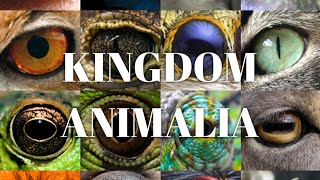 KINGDOM ANIMALIA  INTRODUCTION amp CLASSIFICATION  Zeeraks Biology [upl. by Eitteb]