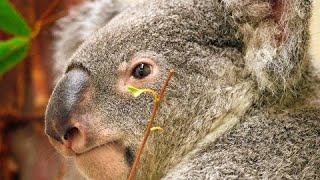 Oz the koala makes his public debut [upl. by Lissy363]