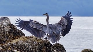 Great Blue Herons Courting Nesting and Hunting HD CloseUps [upl. by Ahsiam253]