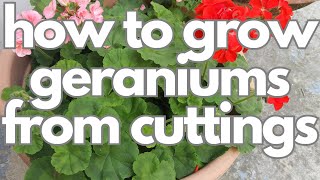 how to grow geraniums from cuttings [upl. by Ynnattirb671]