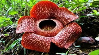 Top 5 Scary Plants You Never Knew Existed [upl. by Clayborn]