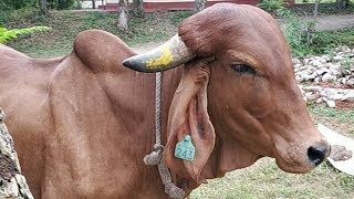 Pitru Paksha Spl Gau Puja  26 Sep 2024  Live From VDS Bangalore Ashram [upl. by Aroc233]