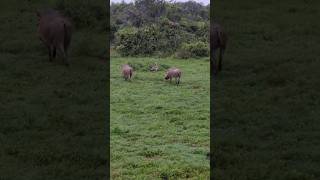 Wild Warthogs Roaming in South Africa  Fascinating Wildlife Moments [upl. by Hedwiga]