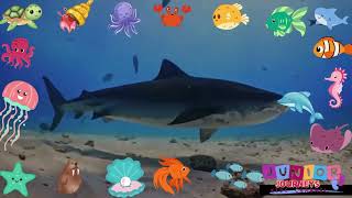 Different types of sea animals  Ocean Animal Videos [upl. by Ramoj]