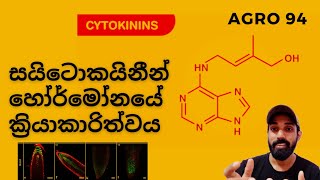 11සයිටොකයිනීන් හෝර්මෝන Cytokinin Hormone [upl. by Bouldon544]